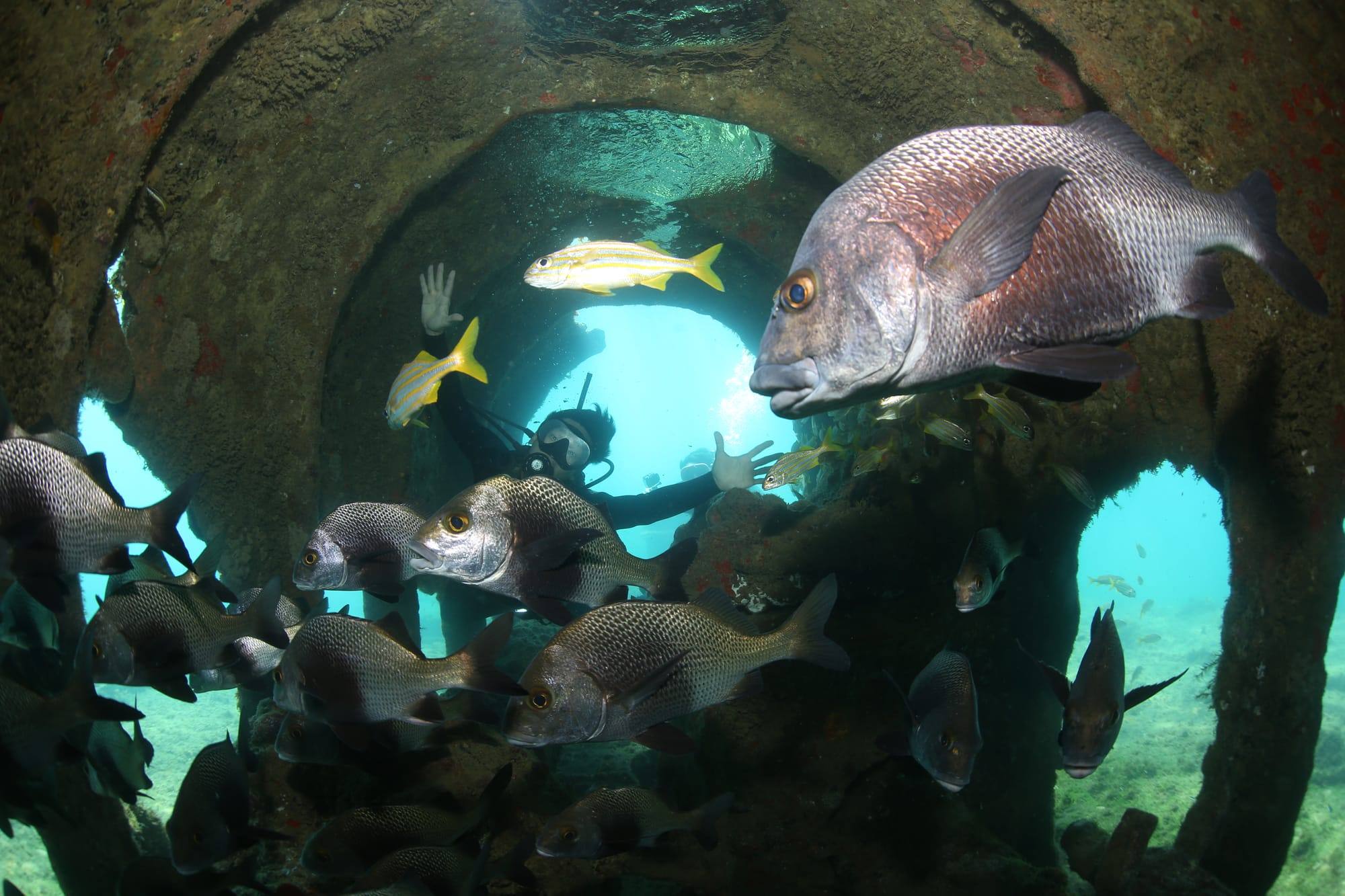 Mergulho em Fernando de Noronha: do fundo do mar à operação que sustenta a ilha
