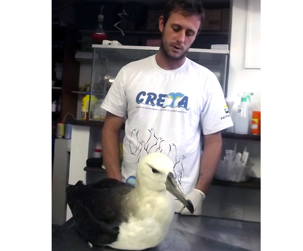 Albatroz ferido recebe tratamento de reabilitação no Instituto Argonauta