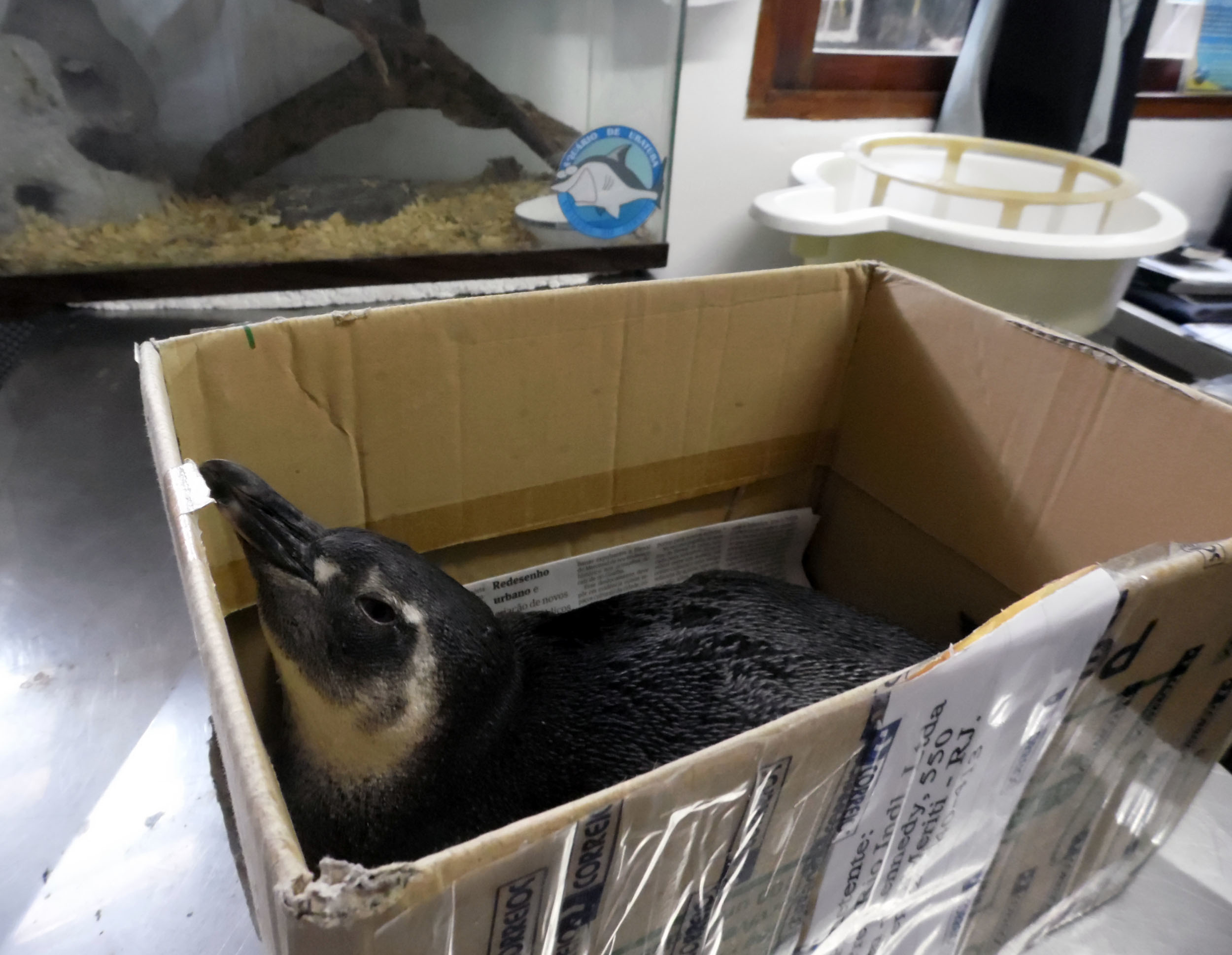 Aquário de Ubatuba recebe primeiro pinguim da temporada