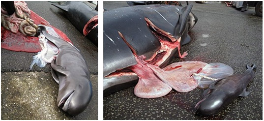 Ilhas Feroe: Operação secreta da Sea Shepherd expõe massacre em massa de cetáceos