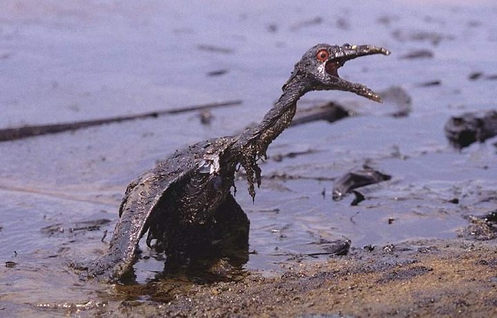 Foi supostamente contido o vazamento de óleo no Golfo do México