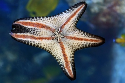 Nutecmar oferece curso de Biologia Marinha neste final de semana