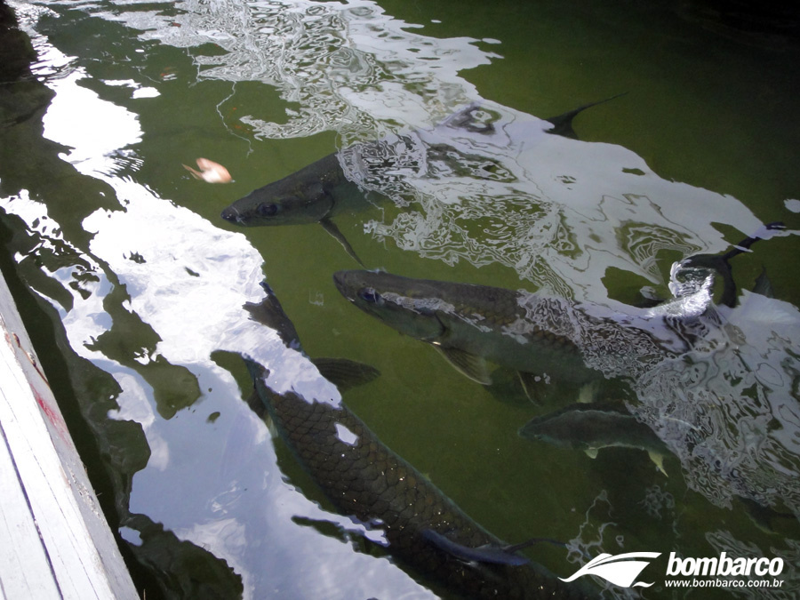 Peixes em extinção: o problema vem aumentando a cada dia