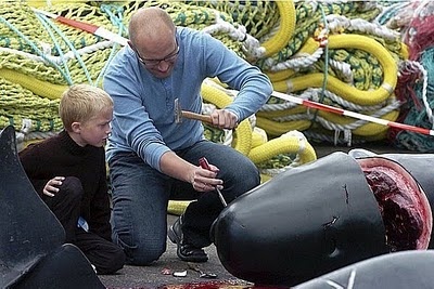 Sea Shepherd continua investigando massacre de baleias na Dinamarca