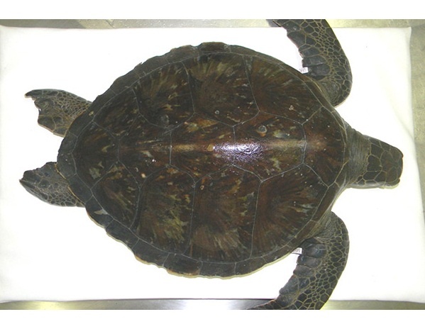 Tartaruga marcada no Uruguai apareceu em Ubatuba
