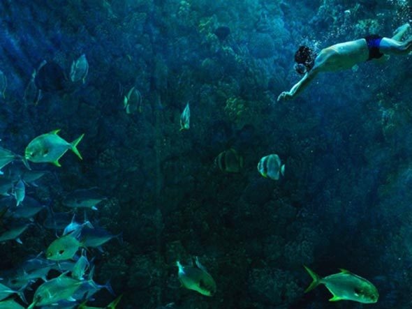 Vida marinha precisará nadar mais para sobreviver a mudanças climáticas
